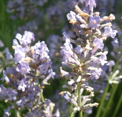 Lavender Essential Oil South African Cape Lavender 3